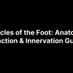 Muscles of the Foot: Anatomy, Function & Innervation Guide
