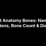 Foot Anatomy Bones: Names, Locations, Bone Count & Diagram
