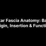 Plantar Fascia Anatomy: Bands, Origin, Insertion & Function